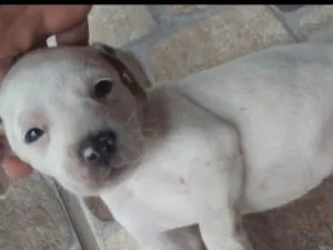 Cachorro raça Srd idade Abaixo de 2 meses nome Irmãs de medio porte