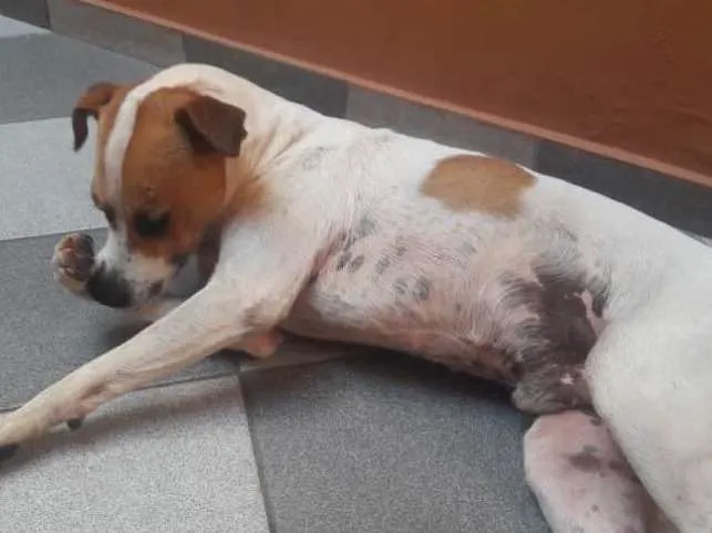 Cachorro ra a mistura idade 3 anos nome Luke