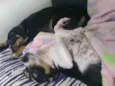 Fred e Frida