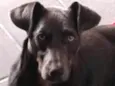 Simão