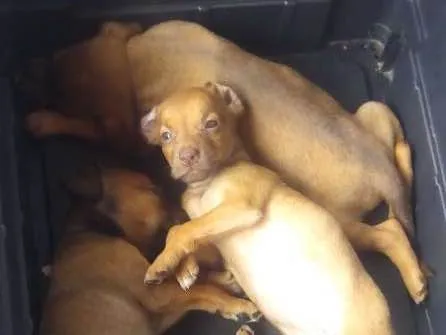 Cachorro ra a Viralata idade Abaixo de 2 meses nome Toni