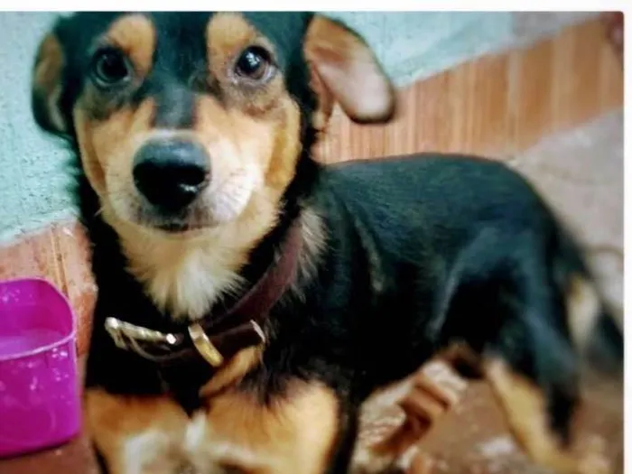 Cachorro ra a SRD idade 2 anos nome Manoel Elias