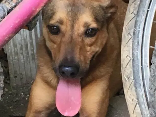 Cachorro ra a SRD idade 3 anos nome Patrick
