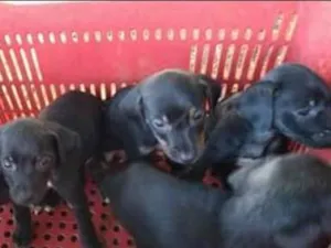 Cachorro raça Não definida idade 2 a 6 meses nome Não tem 