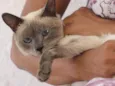 Arya