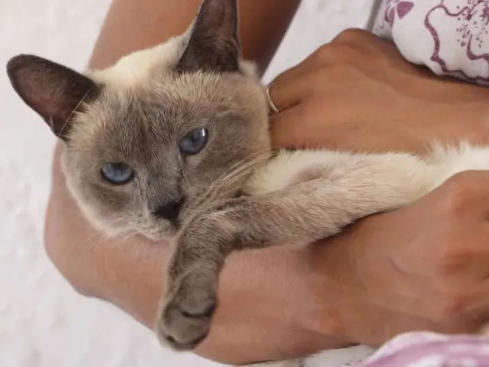 Gato ra a Siamês idade 7 a 11 meses nome Arya