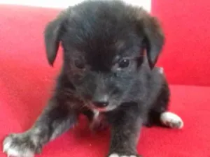 Cachorro raça  idade 2 a 6 meses nome ..