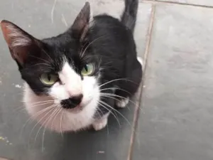 Gato raça SRD idade 2 anos nome Mel