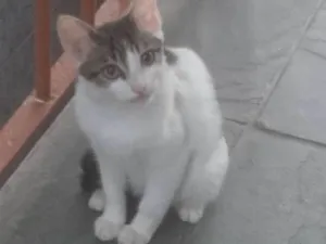 Gato raça SRD idade 2 a 6 meses nome Bebezinhos