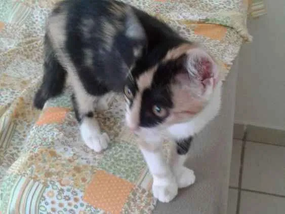 Gato raça SRD idade 2 a 6 meses nome Vivi