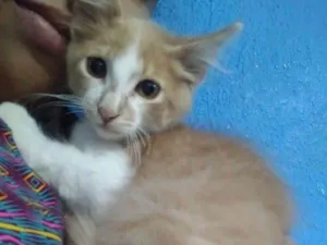 Gato raça SRD idade 2 a 6 meses nome Apolo