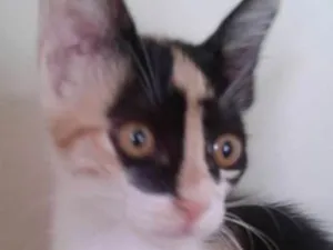 Gato raça SRD idade 2 a 6 meses nome Vivi