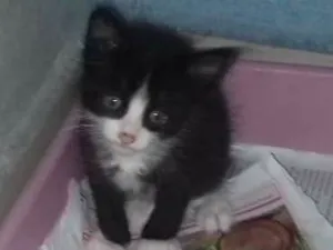 Gato raça não definida idade 2 a 6 meses nome sem nome