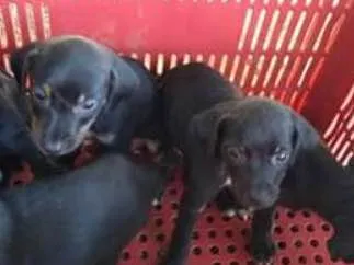 Cachorro ra a Não definida idade 2 a 6 meses nome Sem nomes