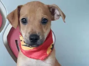 Cachorro raça SRD idade 2 a 6 meses nome Fernando