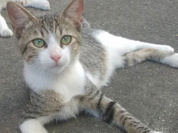 Gato ra a SRD - Sem raça definida idade 2 a 6 meses nome Sem nome