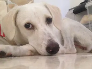 Cachorro raça SRD idade 1 ano nome Gamora 