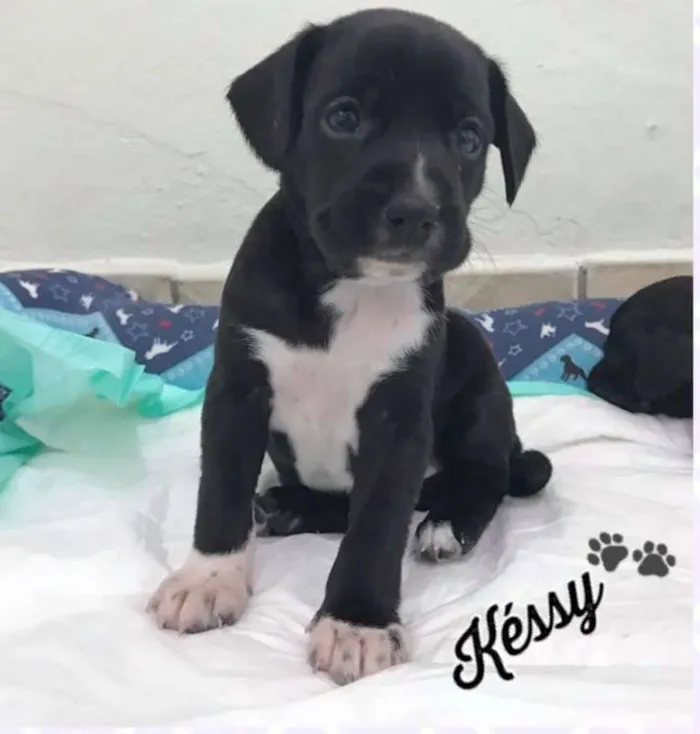 Cachorro ra a SRD idade Abaixo de 2 meses nome KÉSSY
