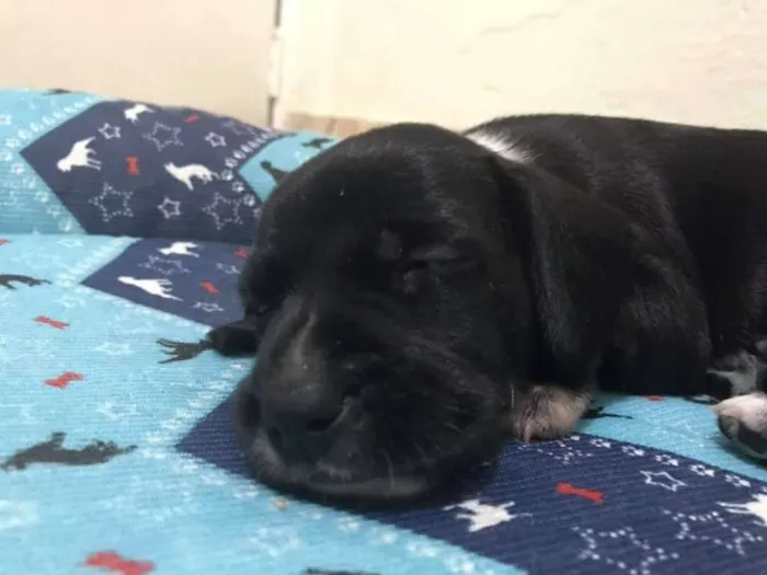 Cachorro ra a SRD idade Abaixo de 2 meses nome KÉSSY