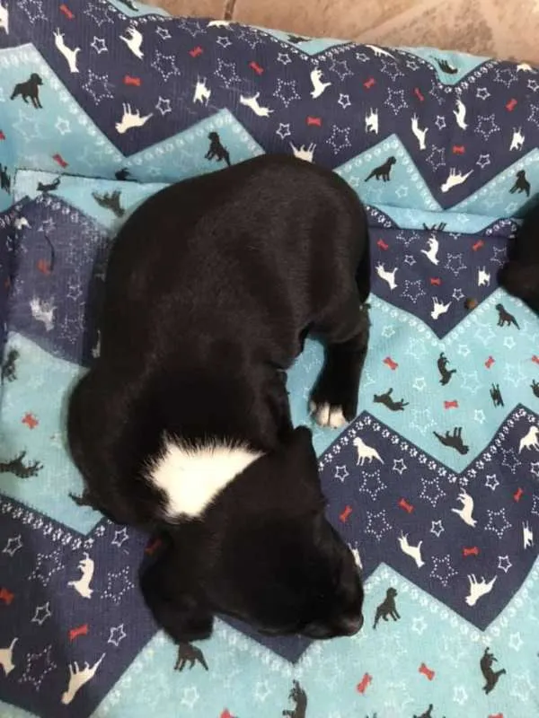 Cachorro ra a SRD idade Abaixo de 2 meses nome KÉSSY