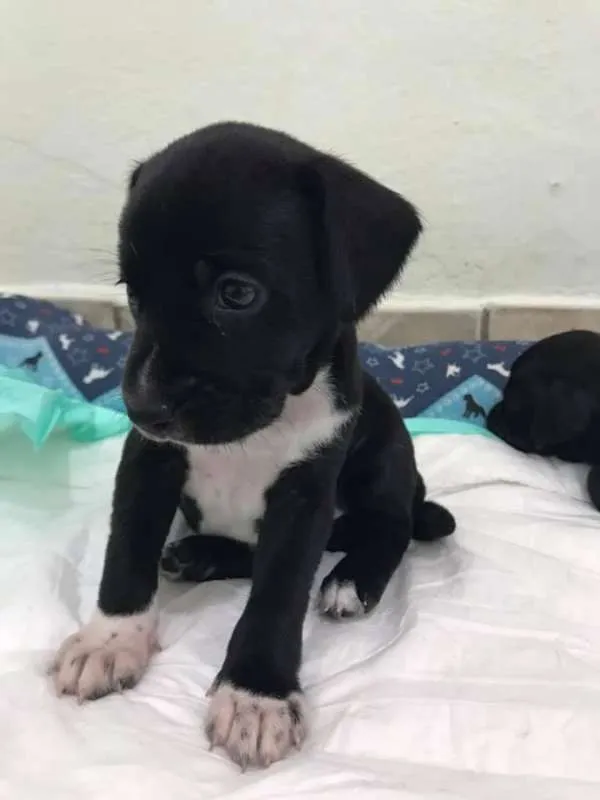 Cachorro ra a SRD idade Abaixo de 2 meses nome KÉSSY