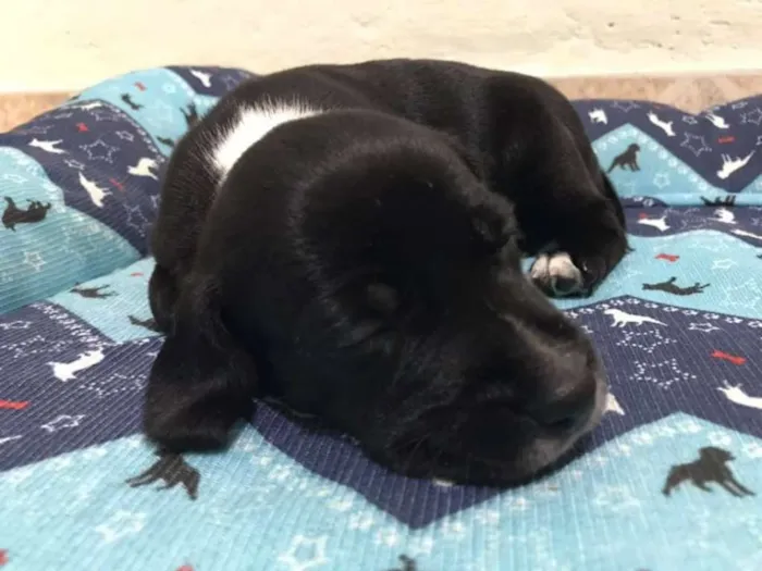 Cachorro ra a SRD idade Abaixo de 2 meses nome KÉSSY