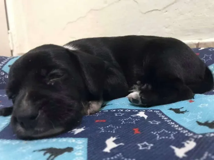 Cachorro ra a SRD idade Abaixo de 2 meses nome KÉSSY
