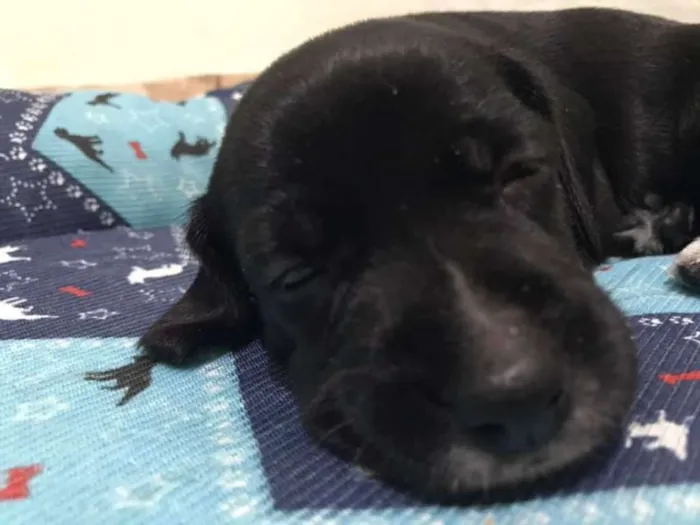 Cachorro ra a SRD idade Abaixo de 2 meses nome KÉSSY