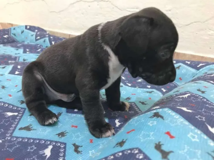 Cachorro ra a SRD idade Abaixo de 2 meses nome BRUCE LEE