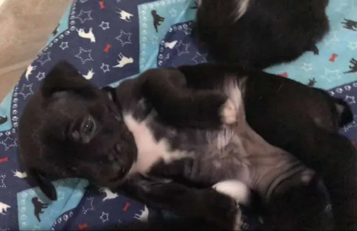 Cachorro ra a SRD idade Abaixo de 2 meses nome BRUCE LEE