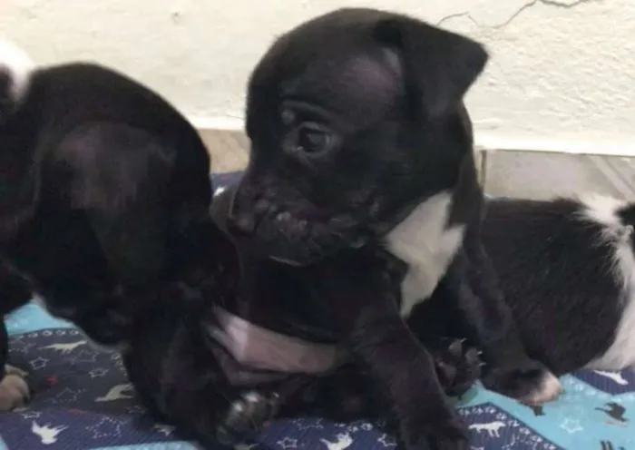 Cachorro ra a SRD idade Abaixo de 2 meses nome BRUCE LEE