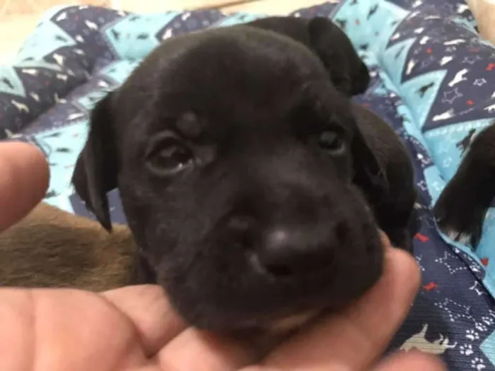 Cachorro ra a SRD idade Abaixo de 2 meses nome BRUCE LEE