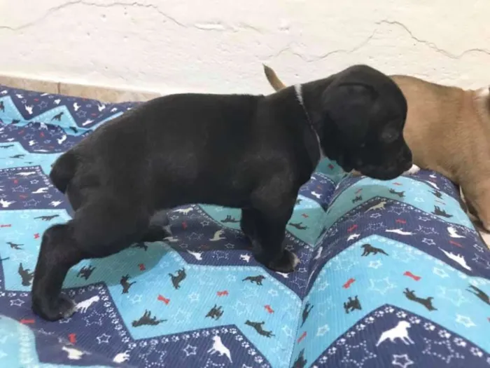 Cachorro ra a SRD idade Abaixo de 2 meses nome BRUCE LEE