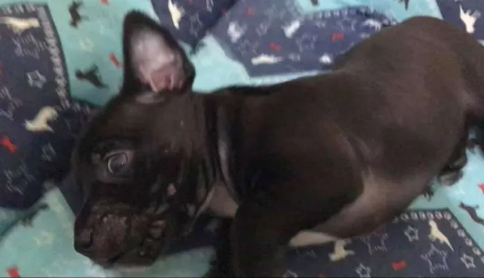Cachorro ra a SRD idade Abaixo de 2 meses nome BRUCE LEE