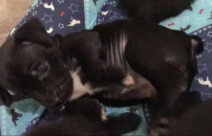 Cachorro ra a SRD idade Abaixo de 2 meses nome BRUCE LEE