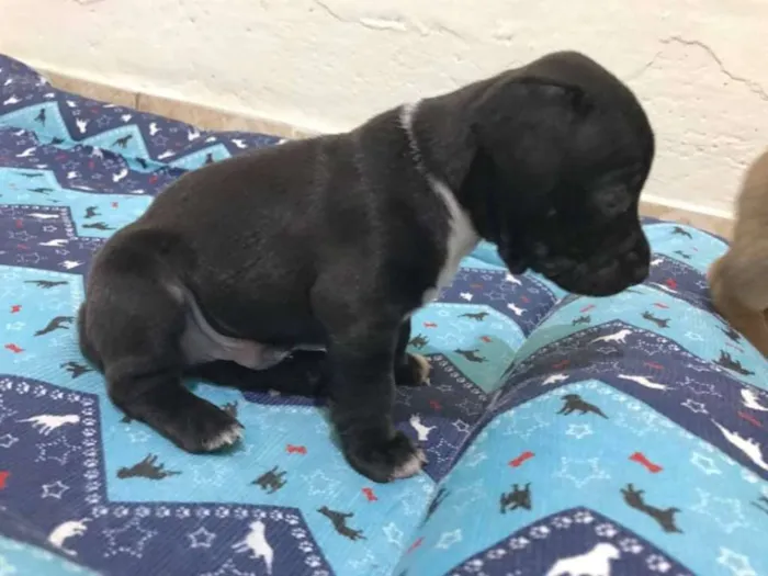 Cachorro ra a SRD idade Abaixo de 2 meses nome BRUCE LEE