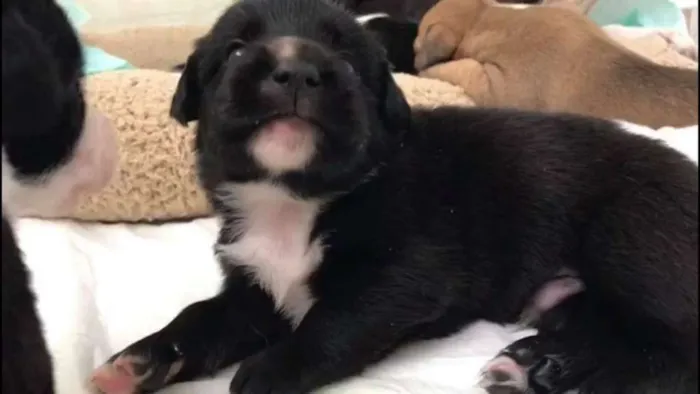 Cachorro ra a SRD idade Abaixo de 2 meses nome BRANDON LEE