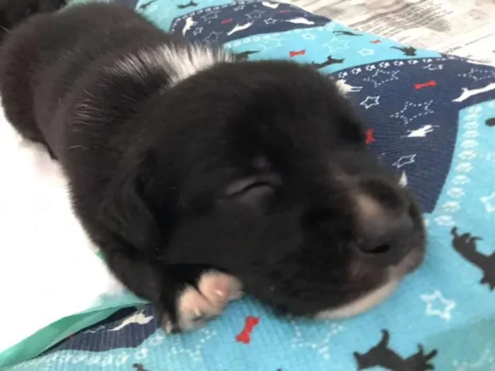 Cachorro ra a SRD idade Abaixo de 2 meses nome BRANDON LEE