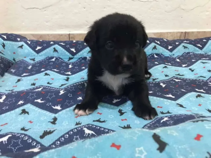 Cachorro ra a SRD idade Abaixo de 2 meses nome BRANDON LEE