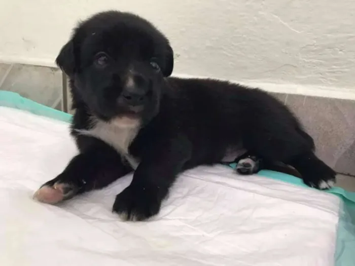 Cachorro ra a SRD idade Abaixo de 2 meses nome BRANDON LEE
