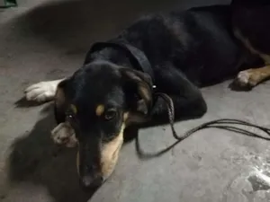 Cachorro raça SRD idade 7 a 11 meses nome Não sei o nome