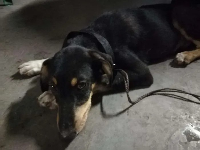 Cachorro ra a SRD idade 7 a 11 meses nome Não sei o nome