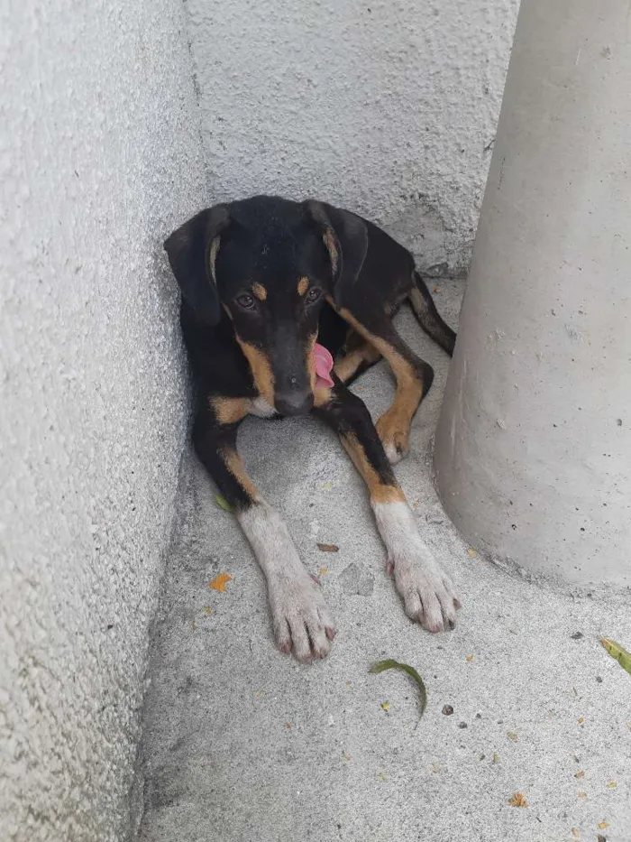 Cachorro ra a SRD idade 7 a 11 meses nome Não sei o nome