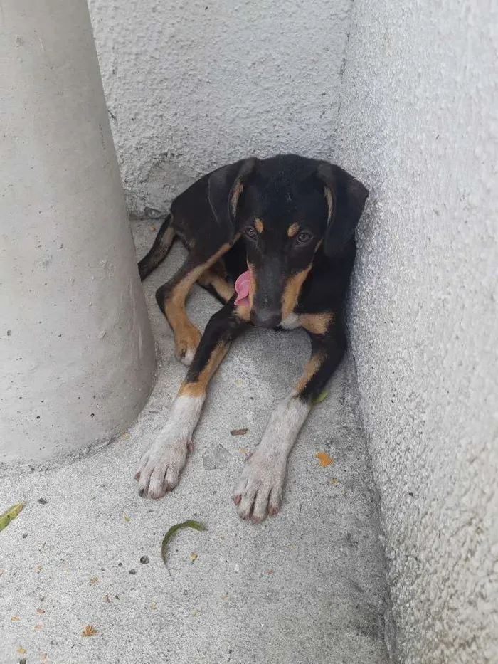 Cachorro ra a SRD idade 7 a 11 meses nome Não sei o nome