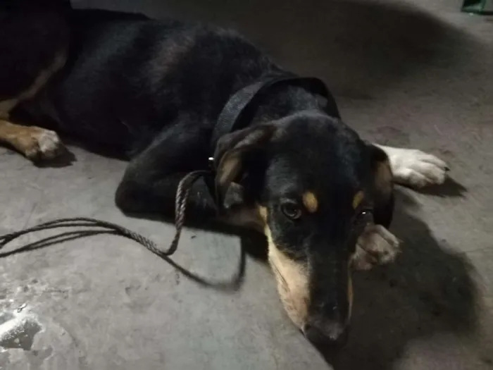 Cachorro ra a SRD idade 7 a 11 meses nome Não sei o nome