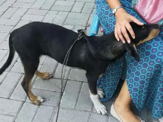 Cachorro ra a SRD idade 7 a 11 meses nome Não sei o nome