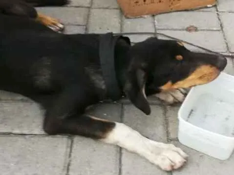 Cachorro ra a SRD idade 7 a 11 meses nome Não sei o nome