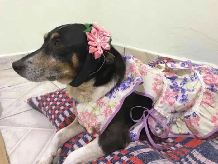 Cachorro ra a SRD idade 5 anos nome LUNA