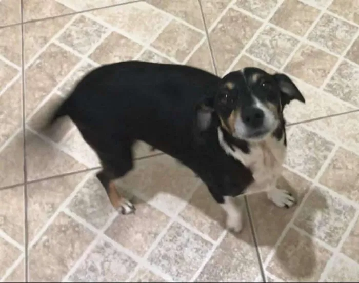 Cachorro ra a SRD idade 5 anos nome LUNA