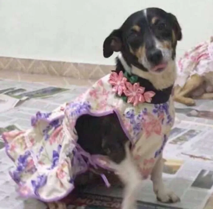 Cachorro ra a SRD idade 5 anos nome LUNA
